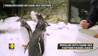 Australian penguin with same-sex partner passes way