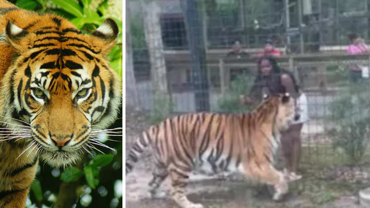 Watch: Woman climbs over zoo fence, offers her hand to tiger that almost gets chewed off Watch: Woman climbs over zoo fence, offers her hand to tiger that almost gets chewed off