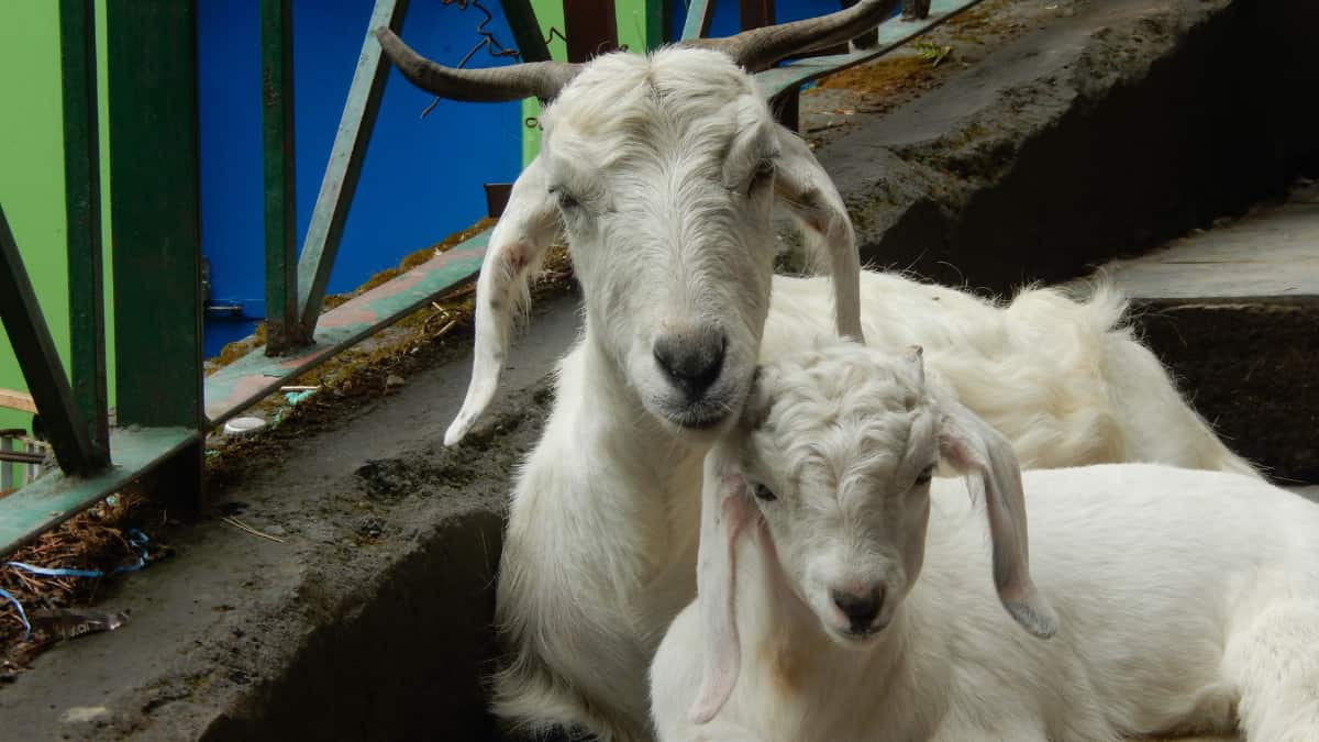 'Goat plague' outbreak in THIS continent has created a scare. Can it infect humans?