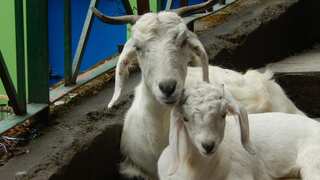'Goat plague' outbreak in THIS continent has created a scare. Can it infect humans?