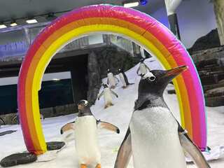 'Gay' penguin Sphen dies: His partner began to sing, and birds in the aquarium followed suit