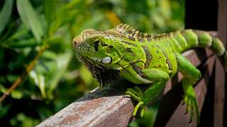Giant lizards 'are raining' in Florida! Green iguanas invade homes amid balmy weather