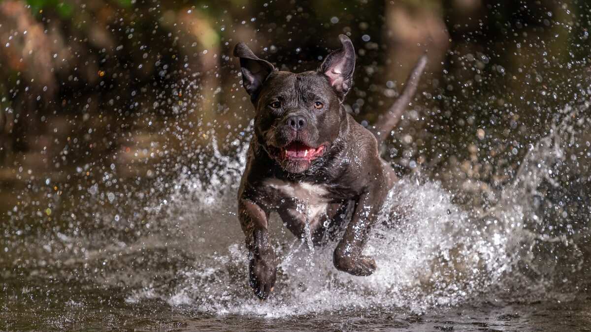 UK: Man dies after XL bully dog attacks him at home UK: Man dies after XL bully dog attacks him at home