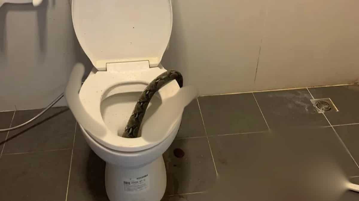 Bathroom scare! 12-foot snake bites a man while he was sitting on toilet