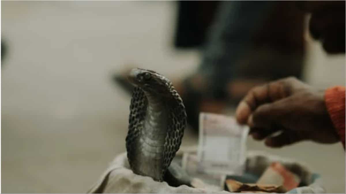 In Rajasthan’s Kota, man finds five-foot-long king cobra in washing machine at home