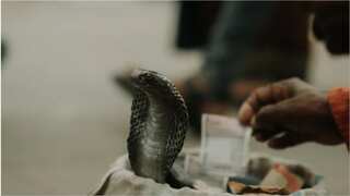 In Rajasthan’s Kota, man finds five-foot-long king cobra in washing machine at home