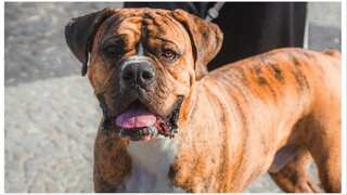 UK police are in search of two American bulldogs after a man was found dead at his home in Birmingham