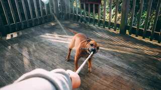 MP man bites locals, starts eating raw flesh after dog bite; neighbours terrified