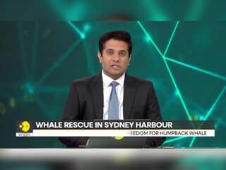 Sydney: Humpback whale freed after long rescue mission in harbour