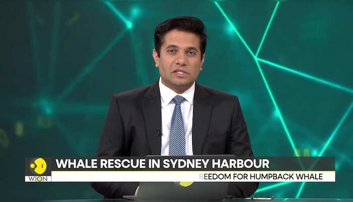 Sydney: Humpback whale freed after long rescue mission in harbour