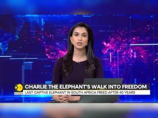 South Africa: Elephant in zoo released into the wild after 40 years of captivity