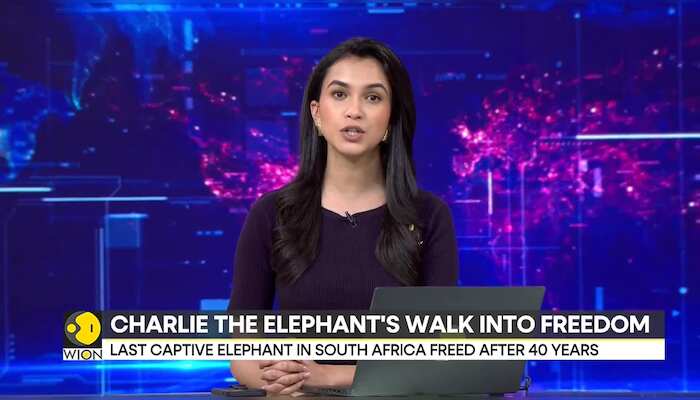 South Africa: Elephant in zoo released into the wild after 40 years of captivity