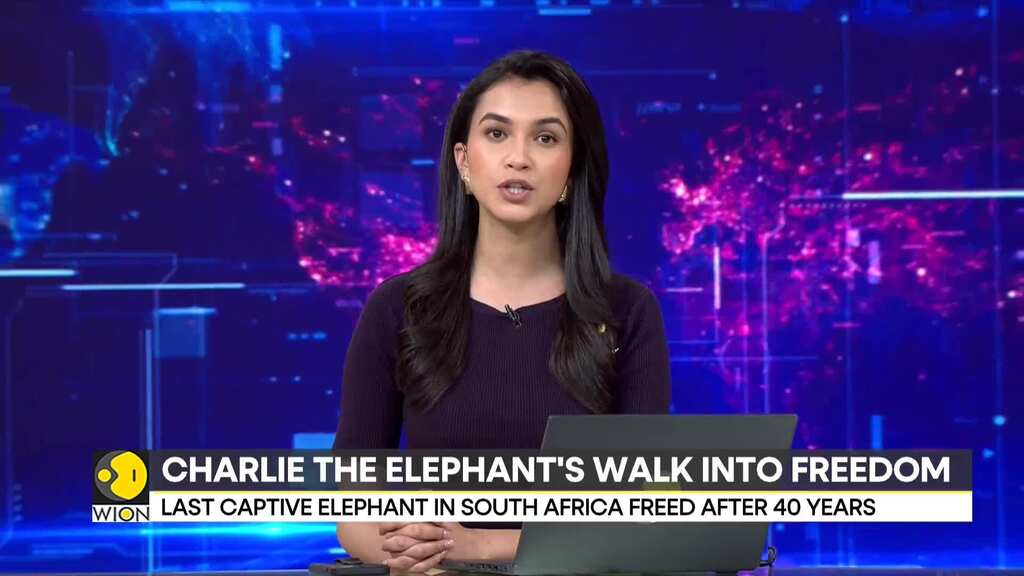South Africa: Elephant in zoo released into the wild after 40 years of captivity