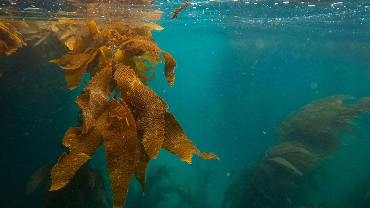 Can seaweed treat and prevent Parkinson's disease? New study may reveal how Can seaweed treat and prevent Parkinson's disease? New study may reveal how