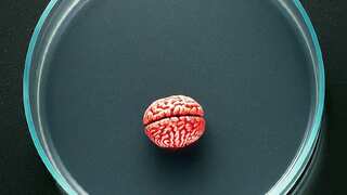 Human blood-based mini-brains may revolutionise treatment of Alzheimer’s: Scientist