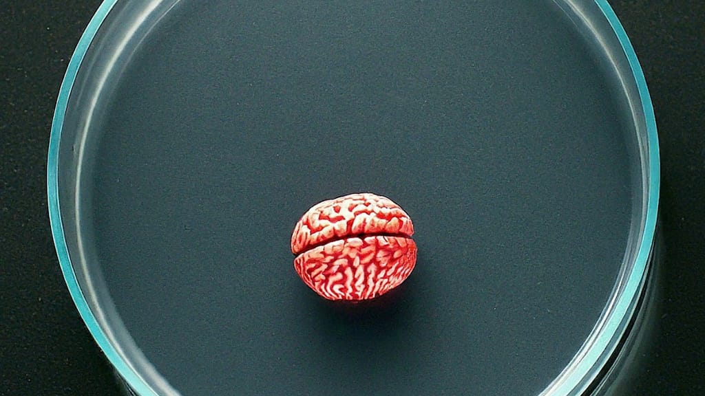 Human blood-based mini-brains may revolutionise treatment of Alzheimer’s: Scientist