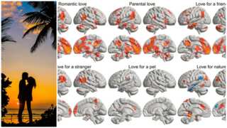 What is love? Now, researchers have mapped exactly which parts of brains fire up in various love situations