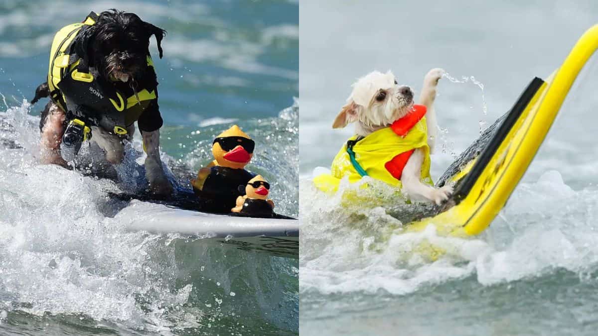 California pooches practice for dog surfing competition