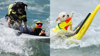 California pooches practice for dog surfing competition