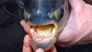 Watch: Weird fish with 'sharp human teeth' appears in Lake Meredith, US