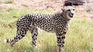 Namibia's Oban, who became India's breezy Pawan in Kuno, found dead