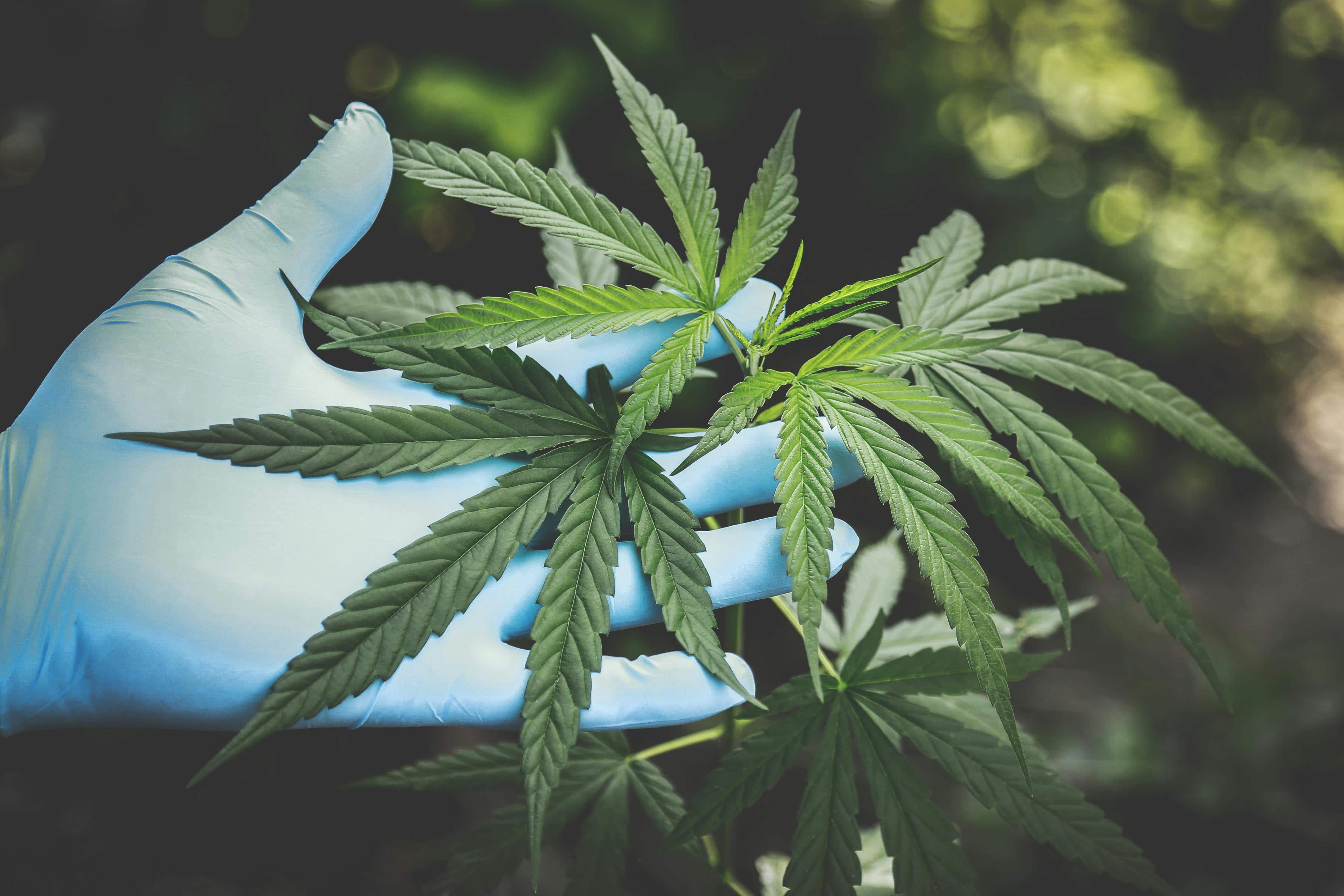 Cannabis found to have anti-ageing effect on brains of mice. So can pot make you younger?
