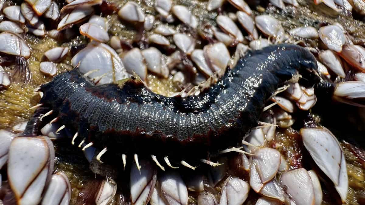 Poisonous fireworms with neurotoxin-filled bristles are invading Texas beaches