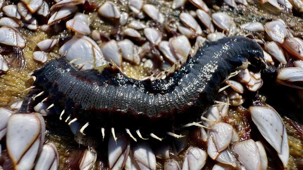 Poisonous fireworms with neurotoxin-filled bristles are invading Texas beaches