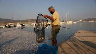 Tonnes of dead fish wash up on Greek tourist port after flooding