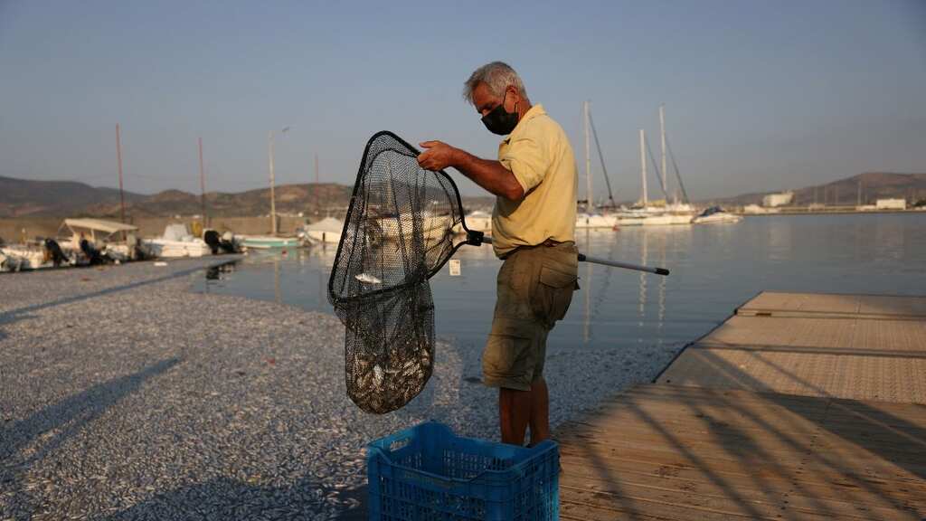 Tonnes of dead fish wash up on Greek tourist port after flooding