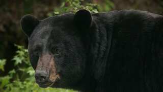 Worms that live in eyes and are transmitted by flies can reach humans, experts fear