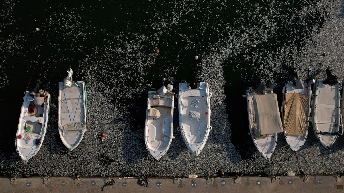 Greece declares state of emergency over flood of dead fish