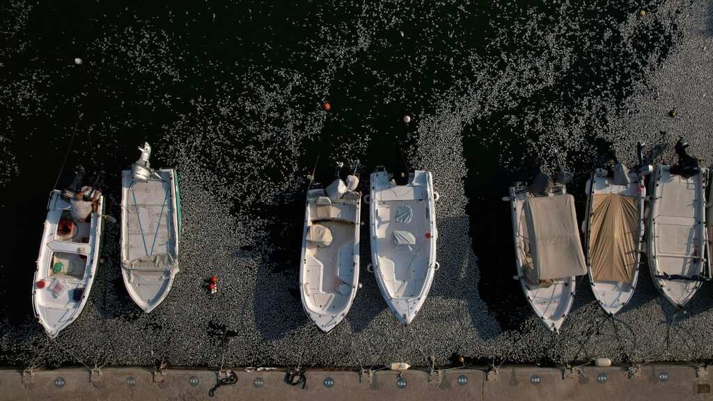 Greece declares state of emergency over flood of dead fish