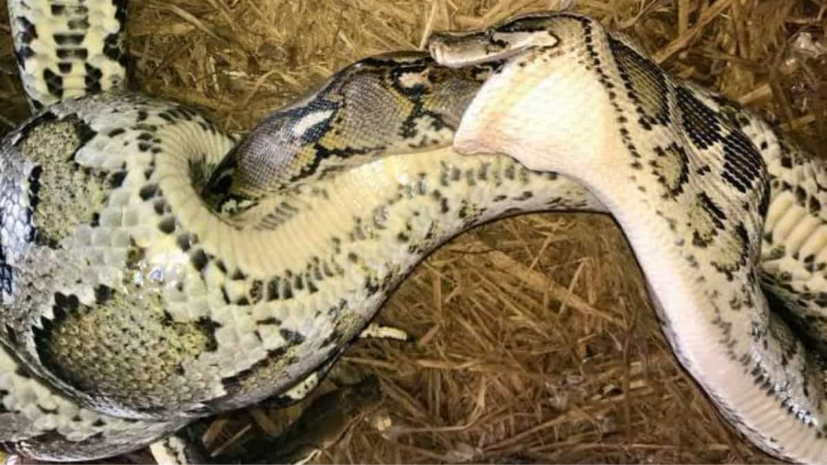 Burmese python eats a bigger reticulated python alive in rare event