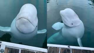 Unclaimed Russian 'spy' whale Hvaldimir found dead near Norway