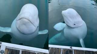 Unclaimed Russian 'spy' whale Hvaldimir found dead near Norway