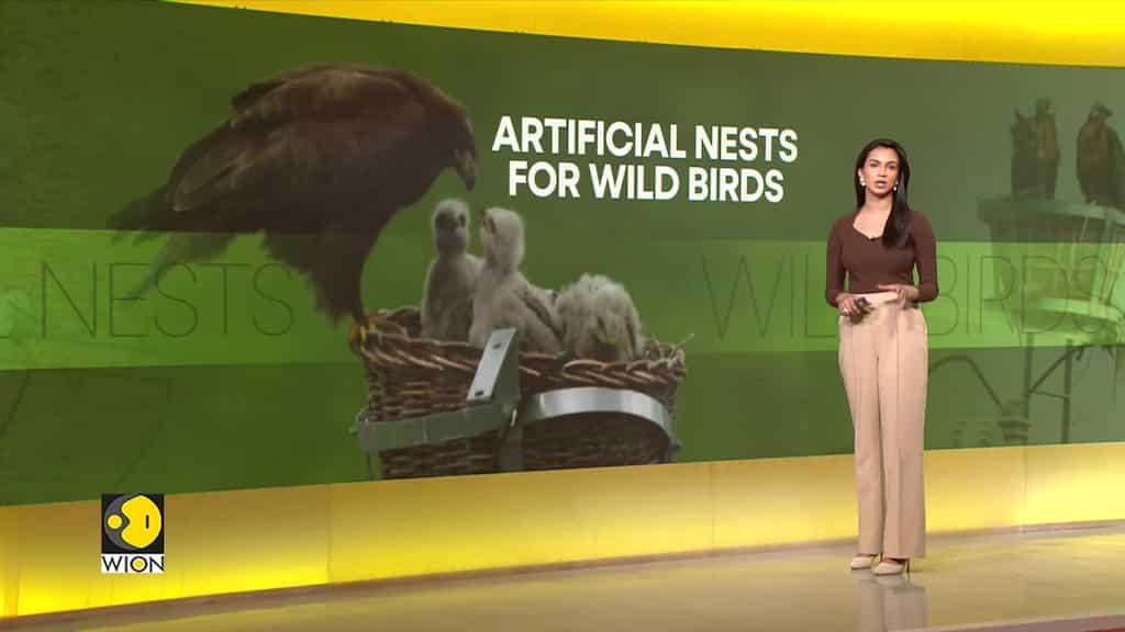 China nature reserve seeks co-existence of wild birds & power supply facilities