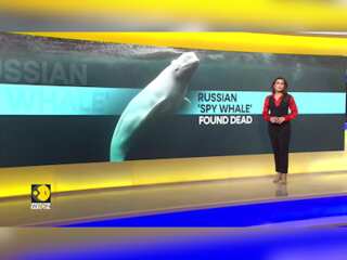 Russian Spy Whale 'Hvaldimir' found dead in Norway, says reports