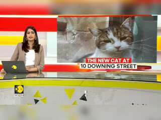 10 Downing Street has a new cat