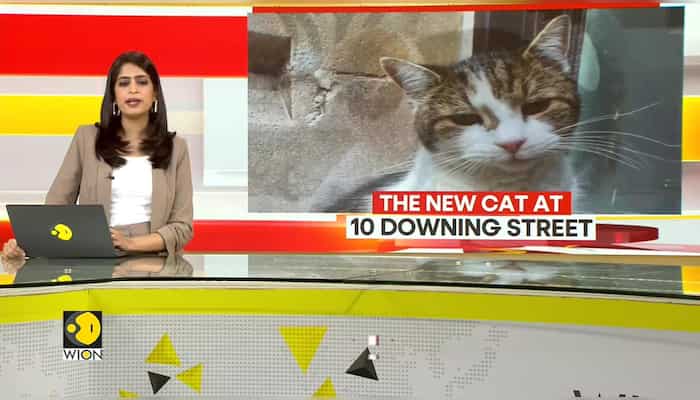 10 Downing Street has a new cat