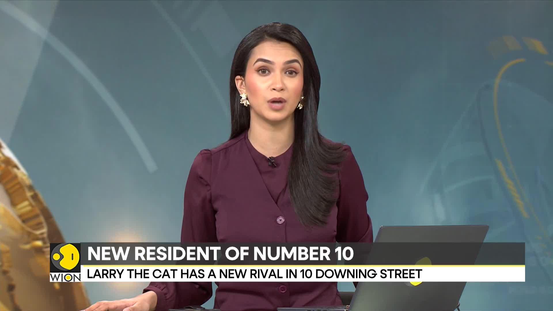 UK: Starmer family gets a new kitten after a long summer of negotiation