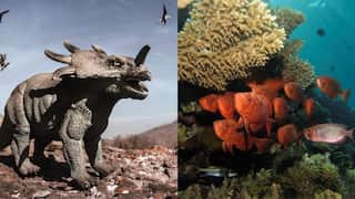 Gondwana, land of dinosaurs, tore apart causing mass extinction in the seas