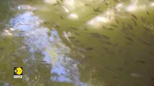 African Fish Swarm Across Thailand's Seas | Gravitas