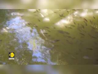 African Fish Swarm Across Thailand's Seas | Gravitas