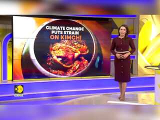 Warmer weather destroying Kimchi cabbage