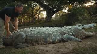 Meet world’s oldest crocodile, Henry – a 16ft monster who has six ‘wives’ and 10,000 babies