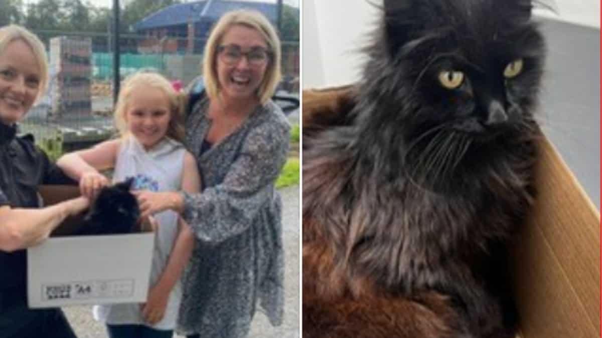 Cat reunites with owner after nearly 10 years, police share heartwarming post