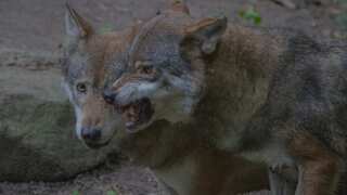 Search intensifies for man-eater wolves as number of injured rises to 34 in UP's Bahraich