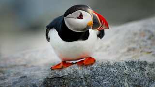 In Iceland, people are tossing baby puffins into the ocean. Here's why