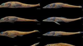Sea creatures that deviated from a species 780,000 years ago found in Antarctica